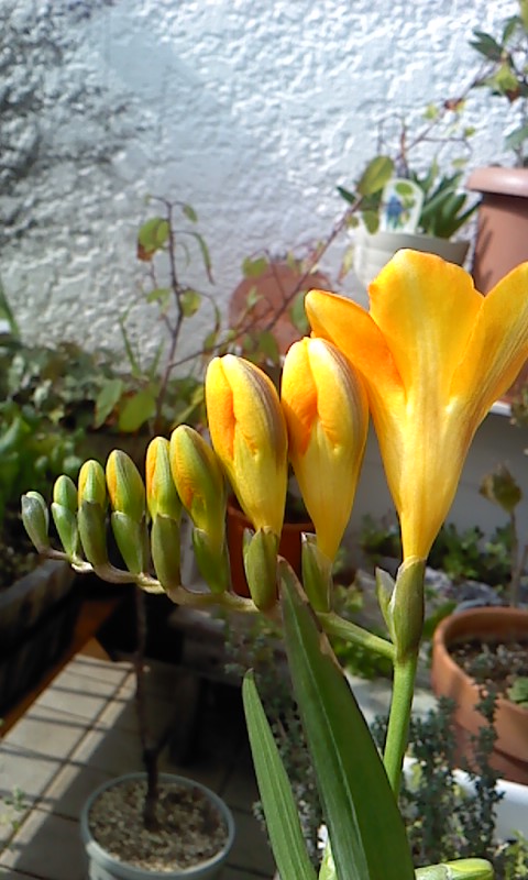 b0007895_10413927.jpg
