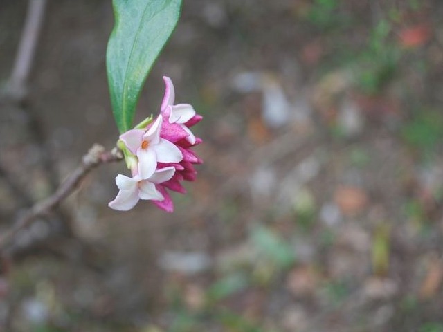 e0025300_14342611.jpg
