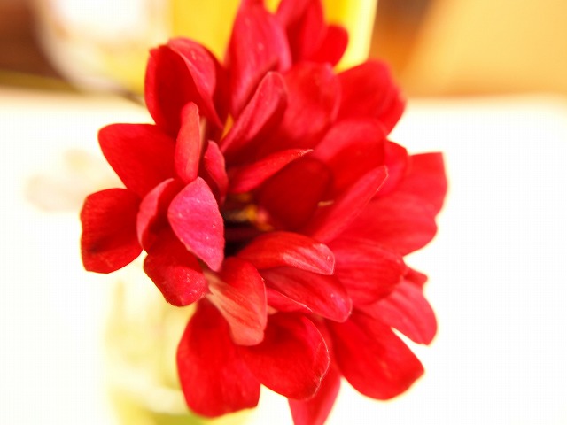 a0195223_2142742.jpg