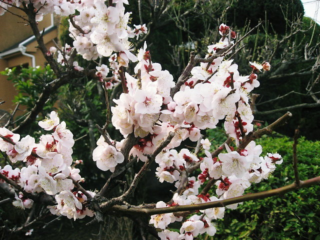 a0149240_10403059.jpg