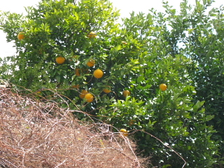 a0021558_2304711.jpg