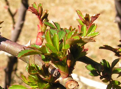a0094959_11115270.jpg