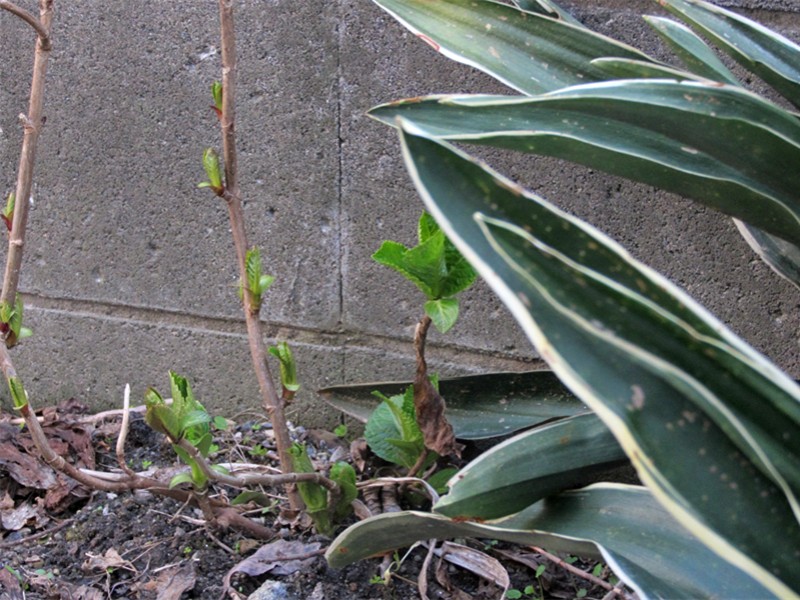 f0003174_1153243.jpg