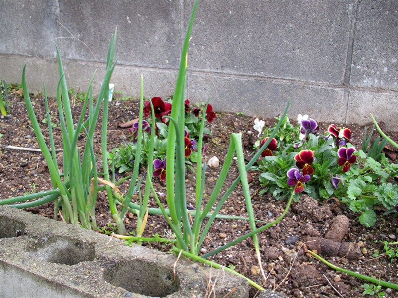 f0003174_11534423.jpg
