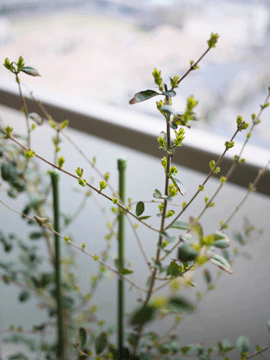 a0150193_247082.gif