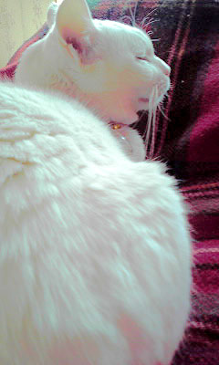 c0206596_1636103.jpg