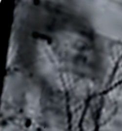 e0103408_154156.jpg