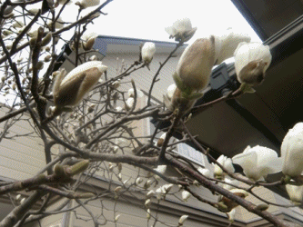 e0086885_13371887.gif