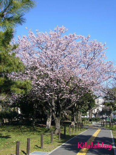 e0130008_19242389.jpg