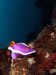 b0100730_177621.jpg