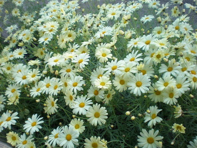 f0056190_7333080.jpg