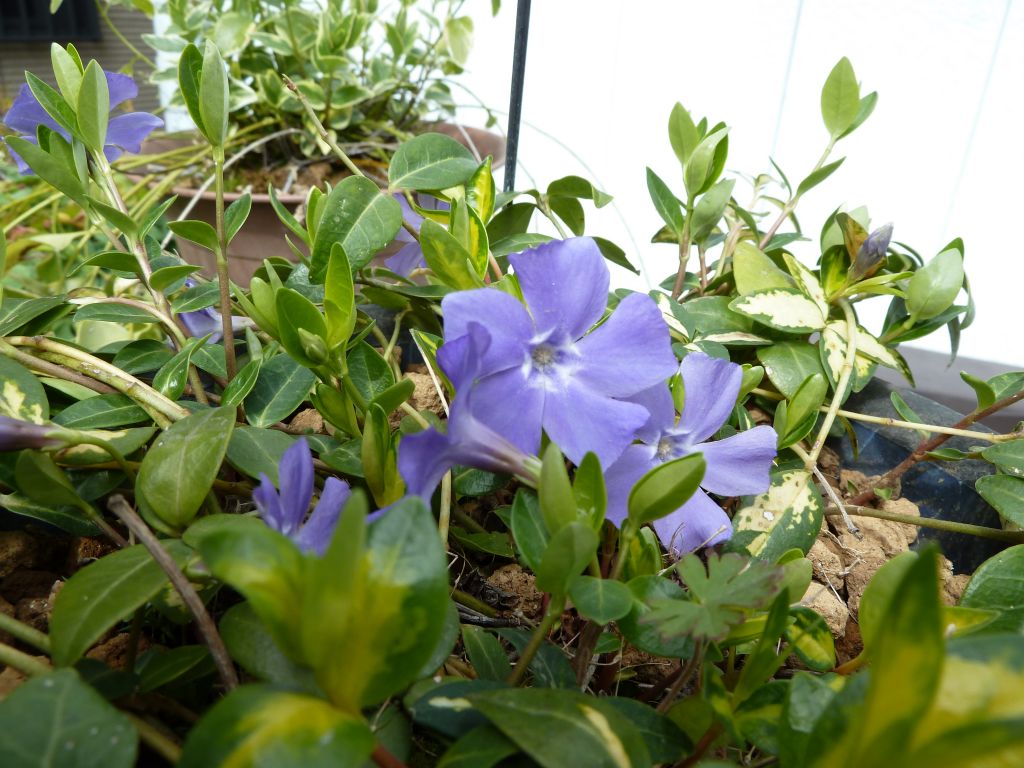 e0033229_2134721.jpg