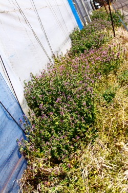 d0133693_21435579.jpg