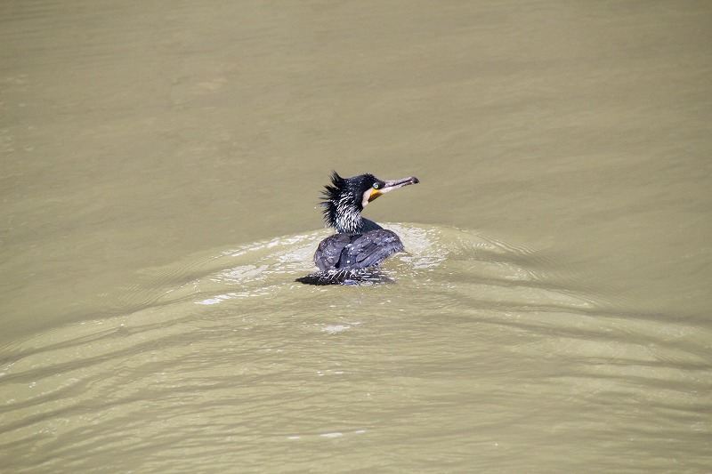 e0052135_11331145.jpg
