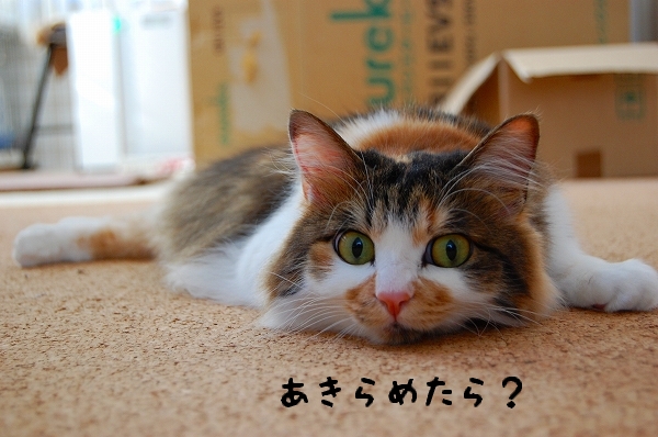 c0181639_2344232.jpg