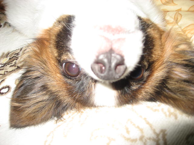 a0149240_16483265.jpg