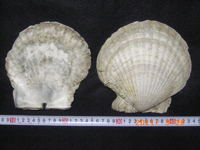 a0157451_21474421.jpg