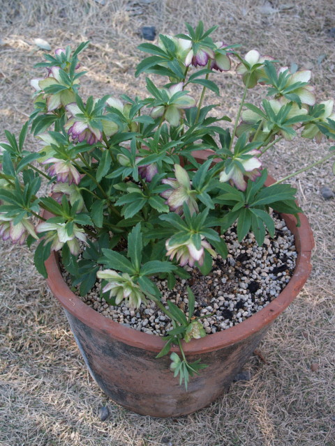 e0105760_21103428.jpg