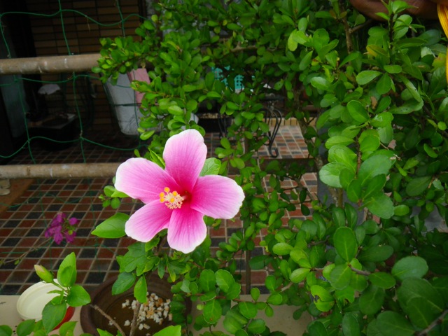 c0193396_1127483.jpg