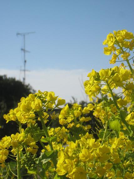 c0119197_7253740.jpg