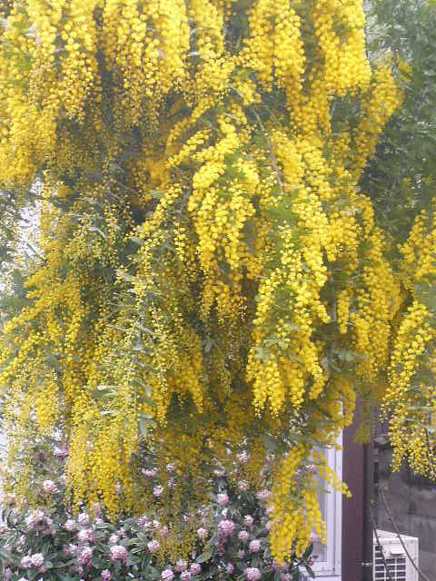e0026017_20555461.jpg