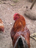 e0112619_0182414.jpg
