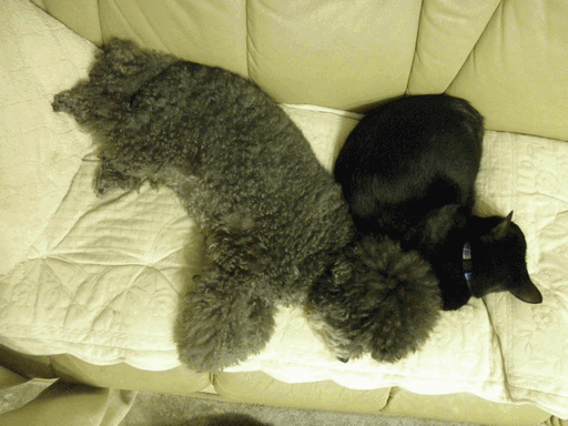 c0136736_149356.gif