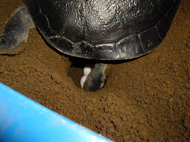 e0119439_0121667.jpg