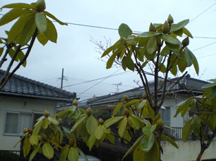 b0199742_17495325.jpg