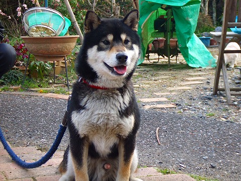 a0104162_11462396.jpg