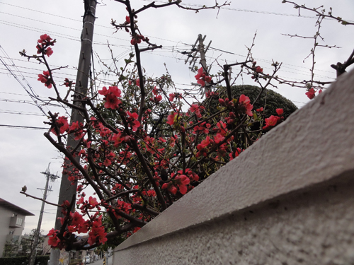 c0085188_9354937.jpg