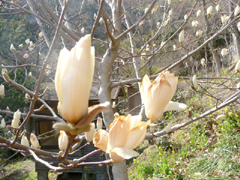 c0166293_12123637.jpg