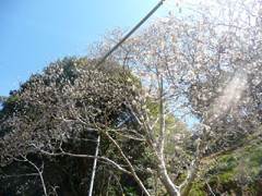 c0166293_12132791.jpg