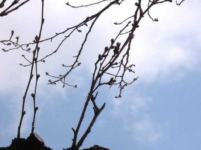 a0060806_21361646.jpg