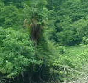 e0103408_16544428.jpg