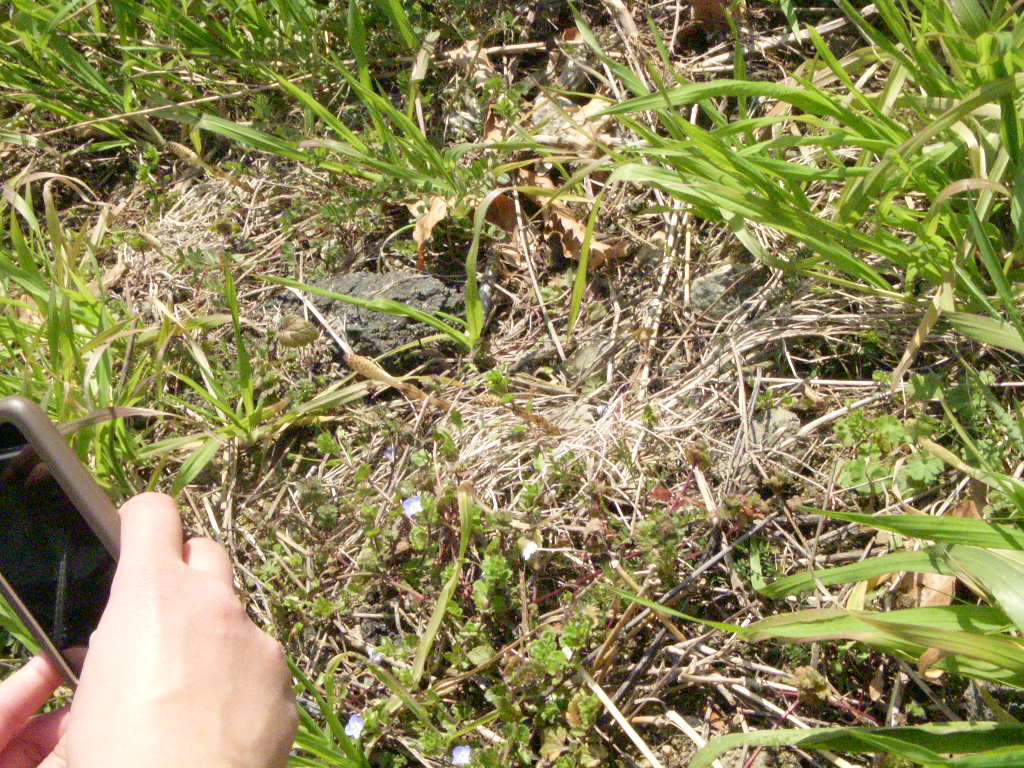 e0165311_1181859.jpg