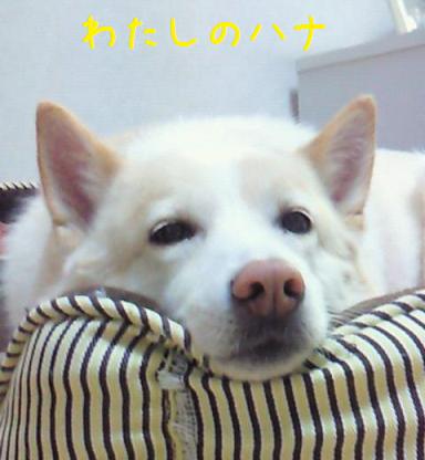 b0138430_20394358.jpg