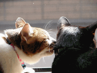 c0136736_14454662.gif