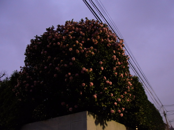 a0175545_19283791.jpg
