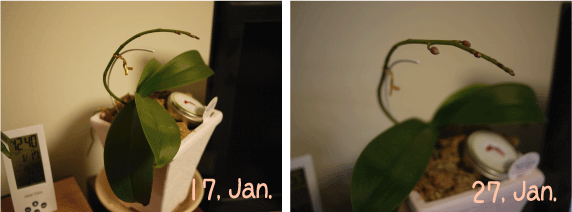b0182846_11125949.gif