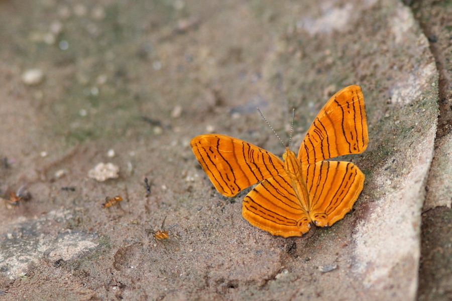 a0094850_1239488.jpg