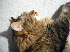c0063182_61137.jpg