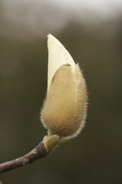 e0021328_15373253.jpg