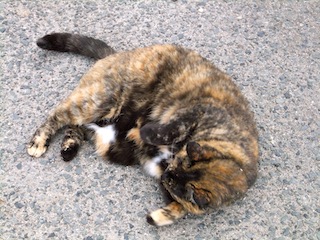 f0213347_0305252.jpg