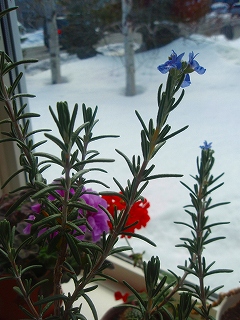 e0004756_21371942.jpg