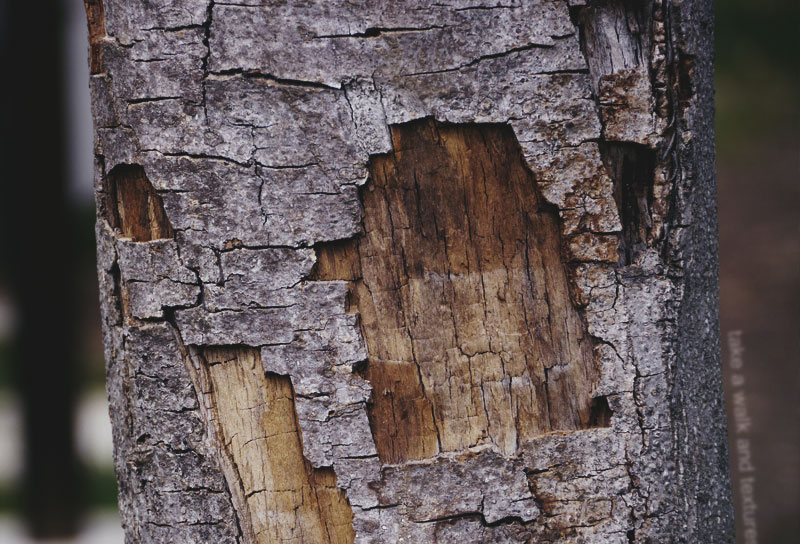 e0199431_2059025.jpg