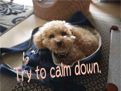 b0182846_21354277.gif