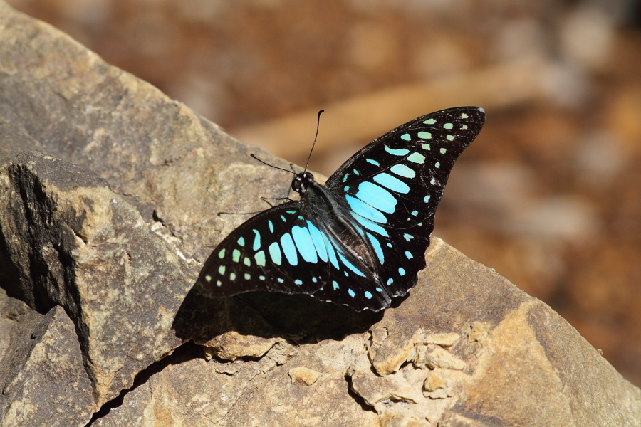 a0094850_1252130.jpg