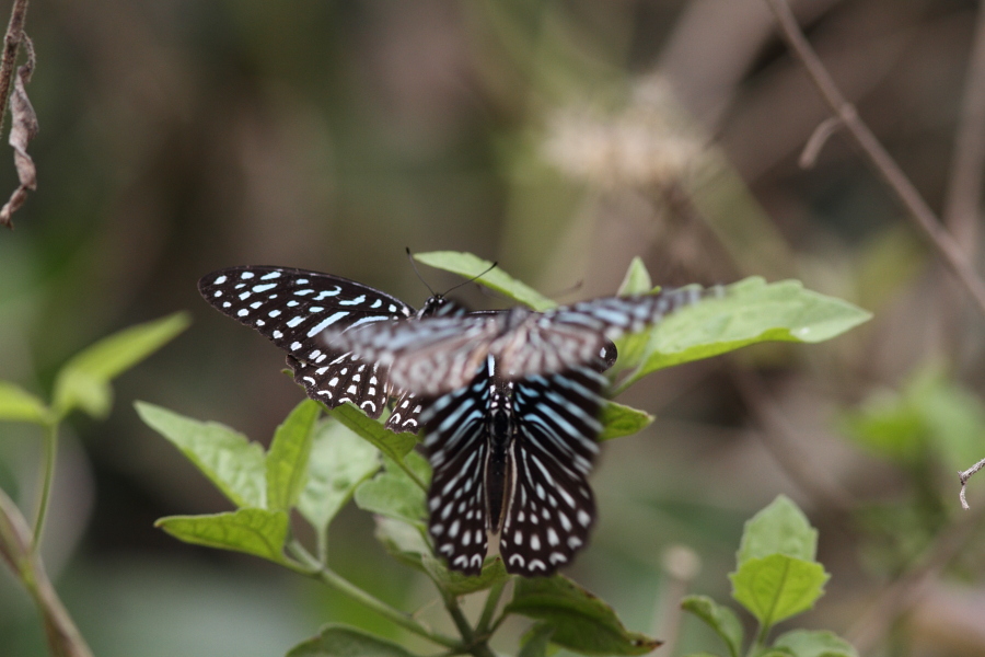 a0094850_1363258.jpg