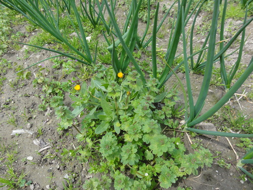 c0108460_1625777.jpg